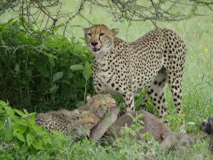 Serengeti Pirschfahrt - Kleingruppenreise Tansania