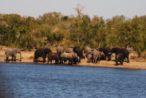 Elefanten Nationalpark Afrika