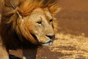 Löwe Afrika