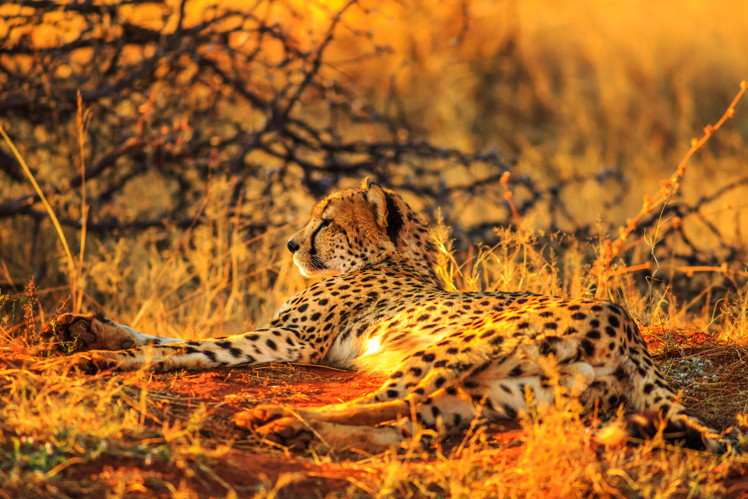 Gepard Afrika