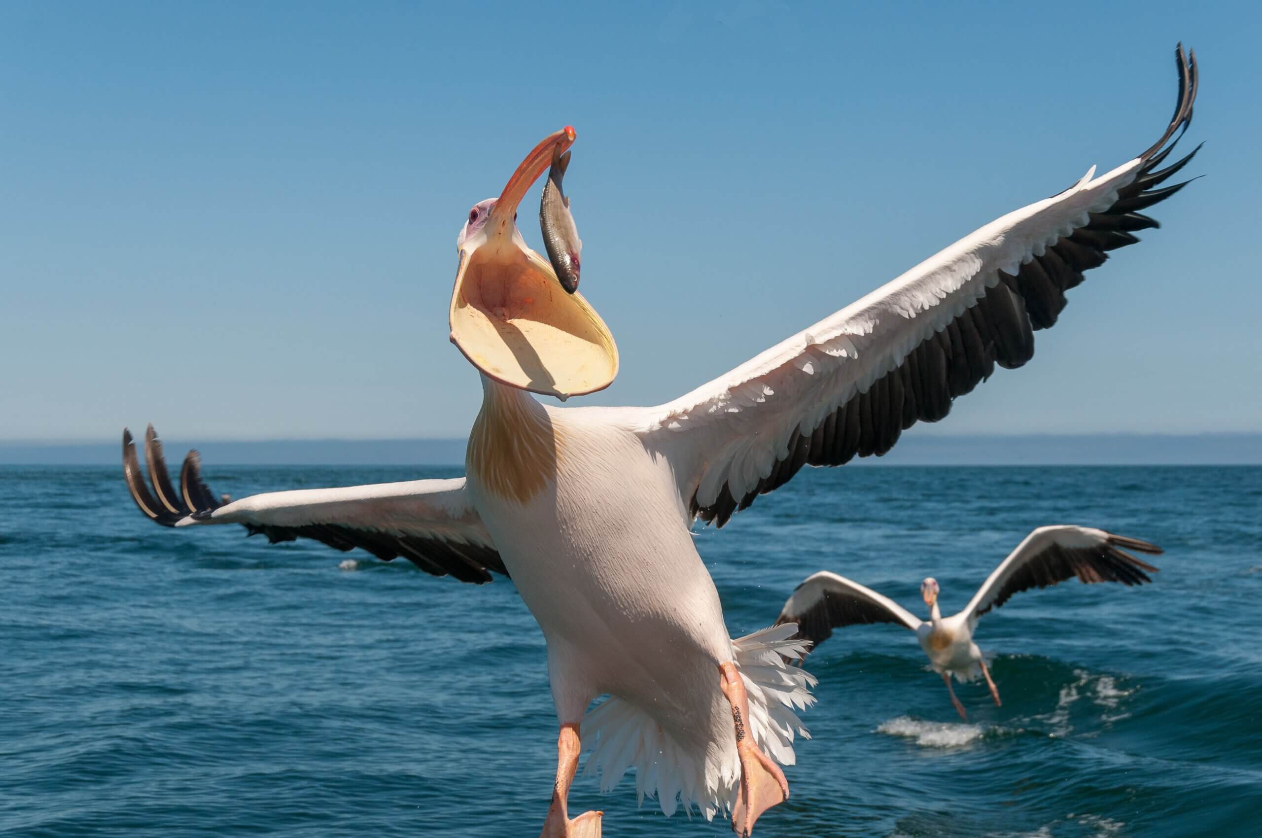 Pelikan fängt Fisch